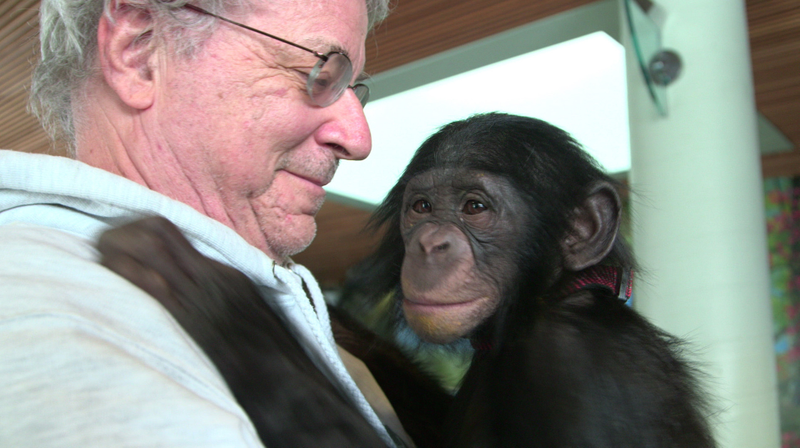 Steve Wise with the chimpanzee Teko, as seen in Unlocking the Cage. (Image: Pennebaker Hegedus Films/HBO)